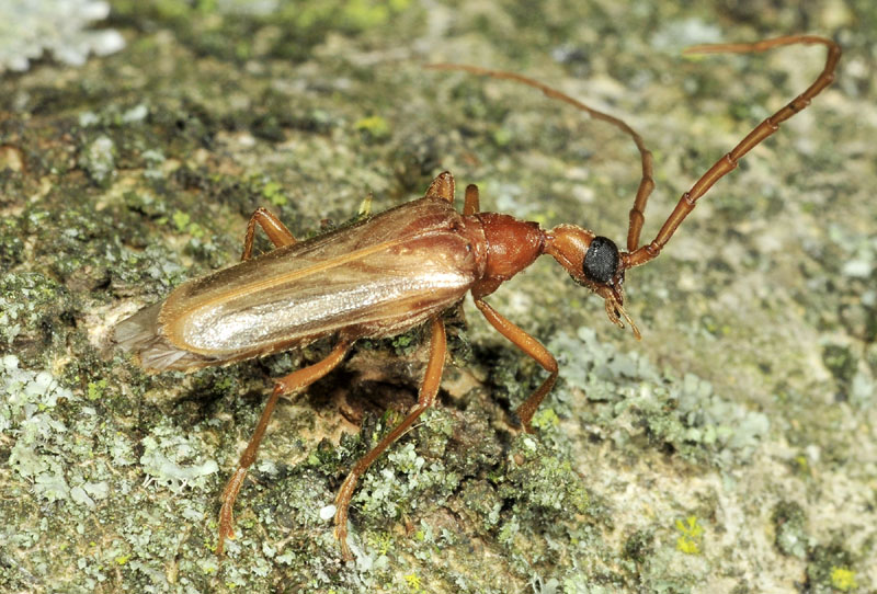 Vesperus luridus